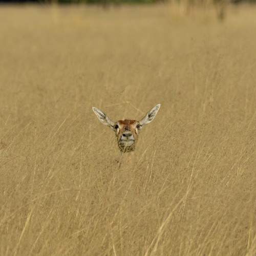 The Curious Head !