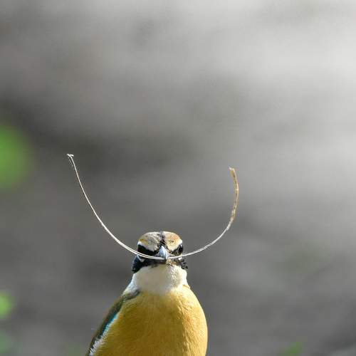 PITTA WITH A MOUSTACHE !