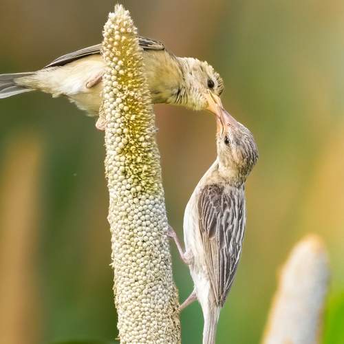 Sharing is Caring