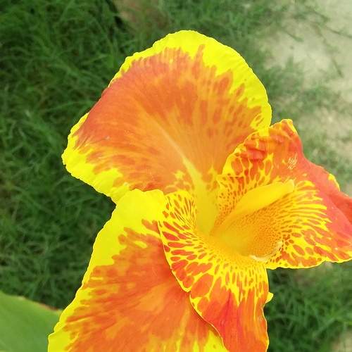 A beautiful flower