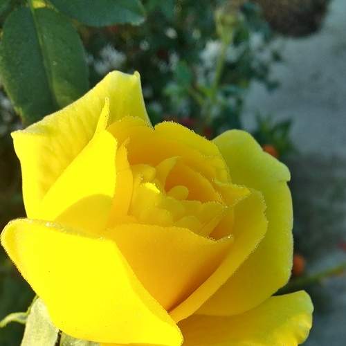 Photo #8869299