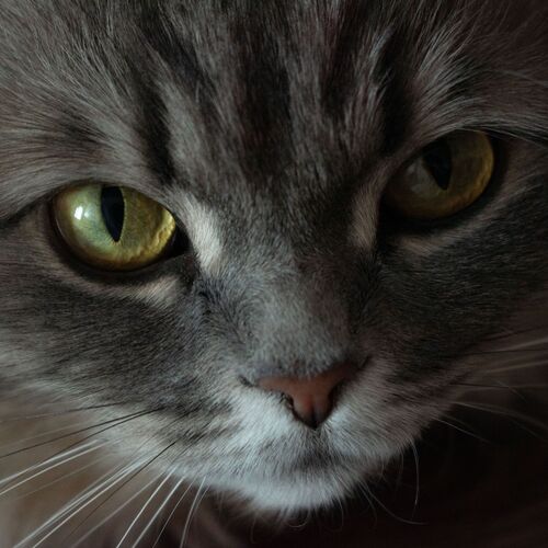 Photo #8870331