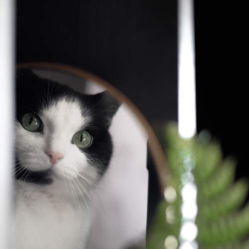 Photo #8870987