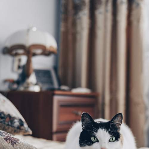Photo #8870989