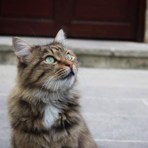 Photo #8871022