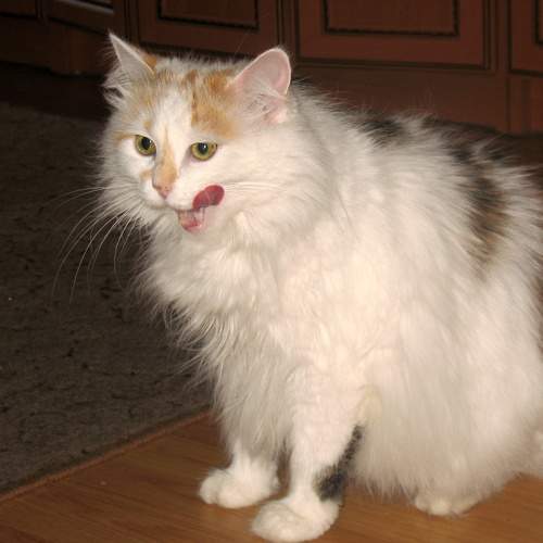 Photo #8871529