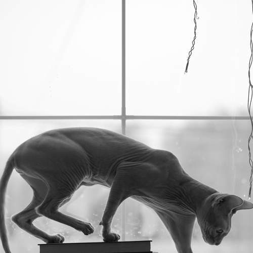 Photo #8871702
