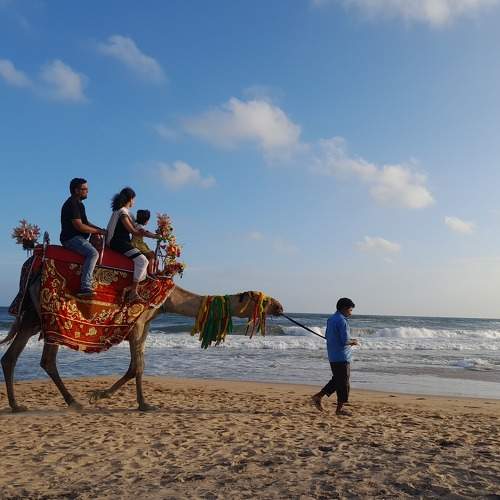 Camel ride