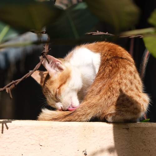 Photo #8873650
