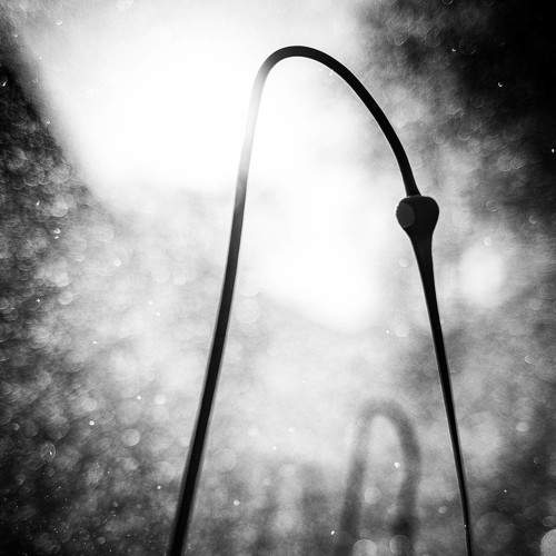 Photo #8874988