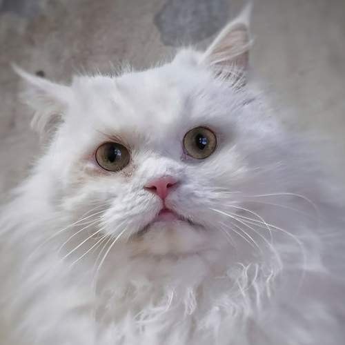 Photo #8875166