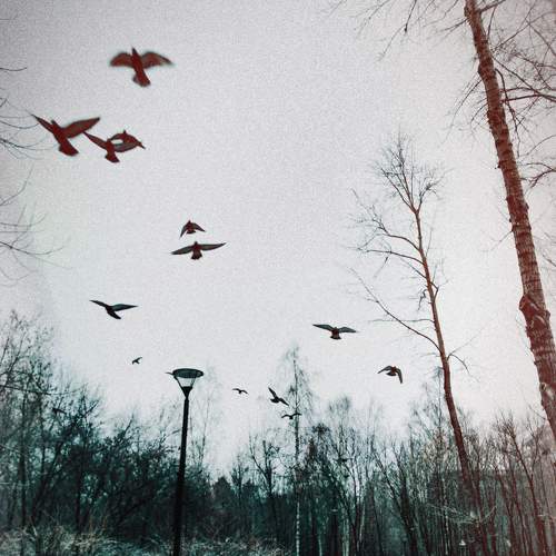 Птицы, Хичкок (The Birds, Hitchcock)