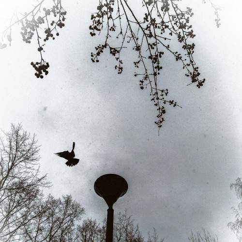 Нуар (Noir)