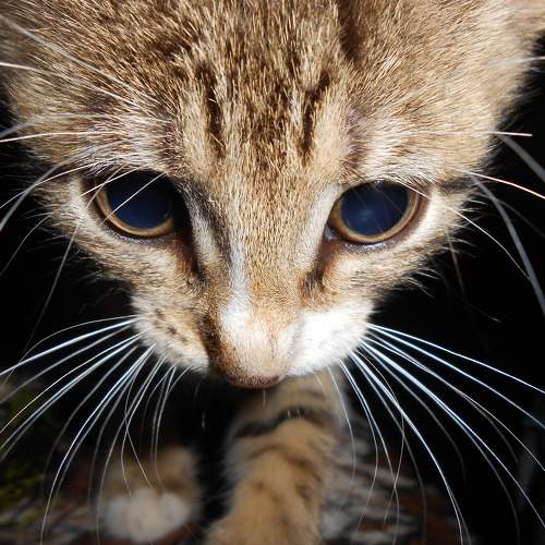 Photo #8877244