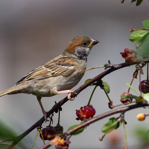 Photo #8877975