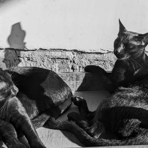 Photo #8878601
