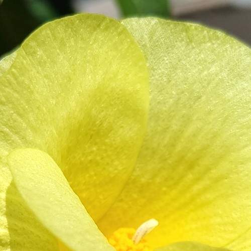 Flores em detalhes