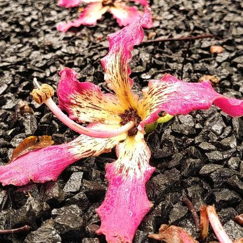 Flores em detalhes
