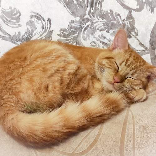 Photo #8881443