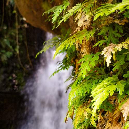 mountain fern