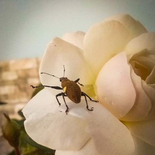 the rose and the beetle