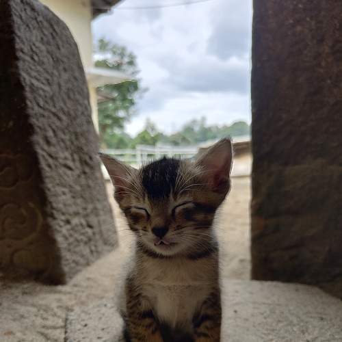 Photo #8882821