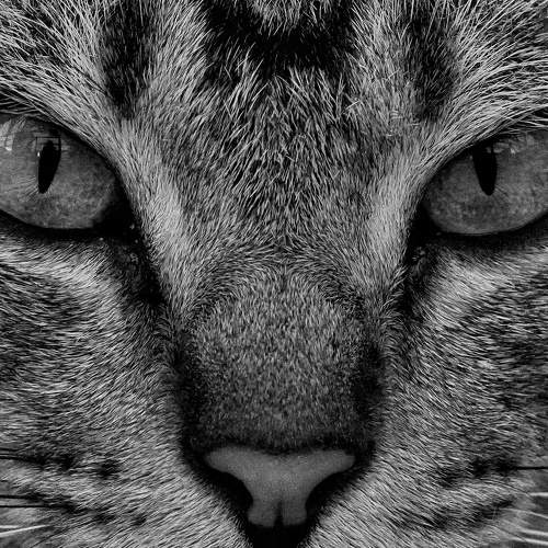 cats like tigers