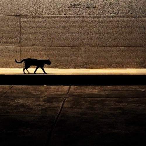 lonely cat