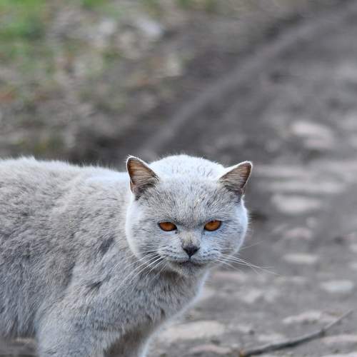 Photo #8886306