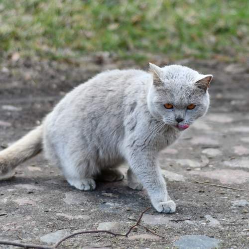 Photo #8886315