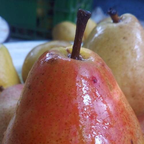 Спелые груши          Ripe pears