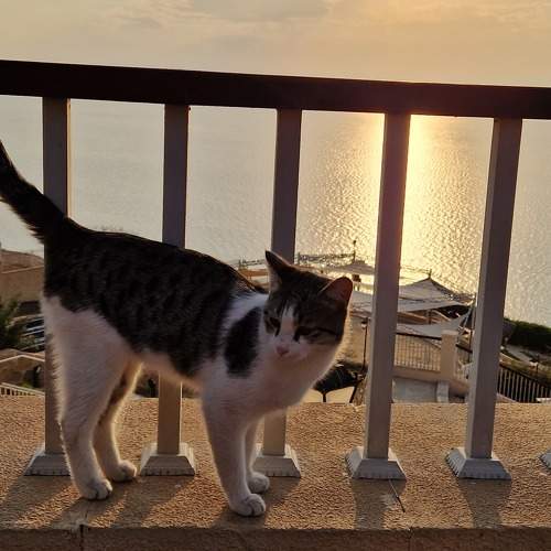 Photo #8892595