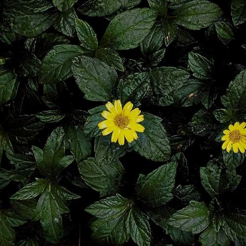 Yellow glance