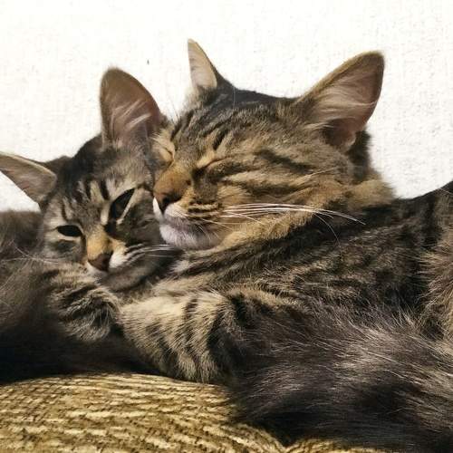 Photo #8895088