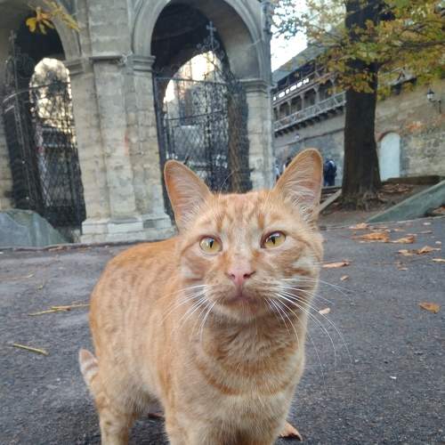 Осенний рыжий кот