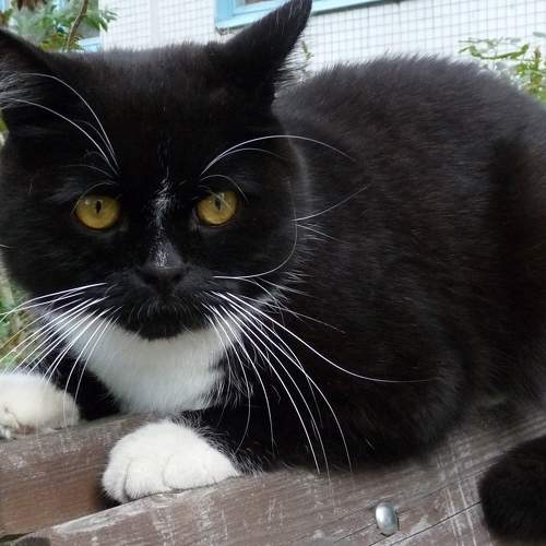Photo #8896637