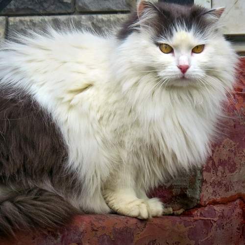 Photo #8896790