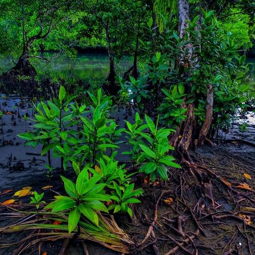 Mangrove conservation