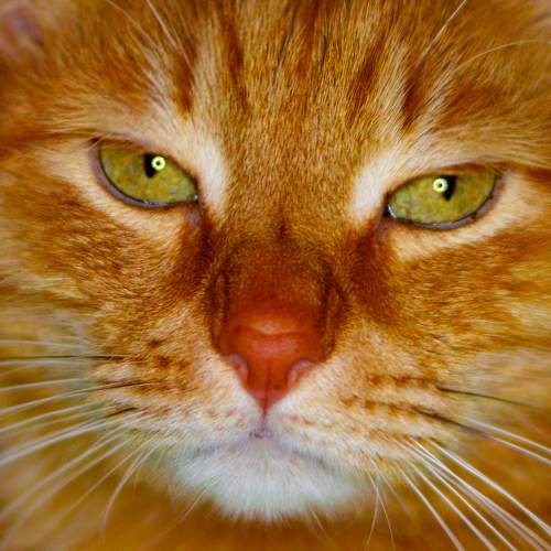 Photo #8896862