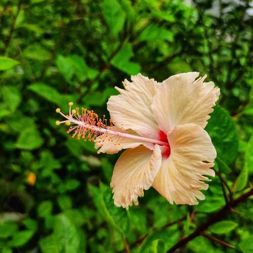 Hibiscus rosa-sinensis