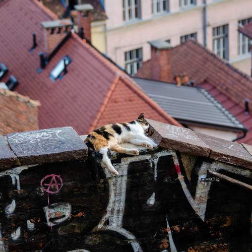 Photo #8898679