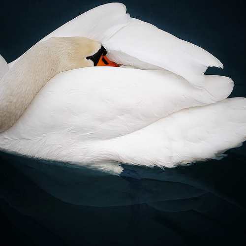 Photo #8899910