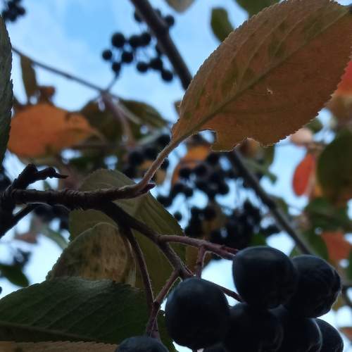 Photo #8900010