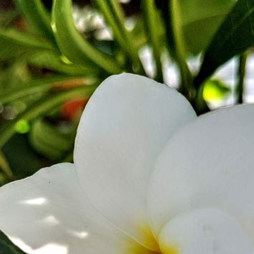 Flor do Karibe