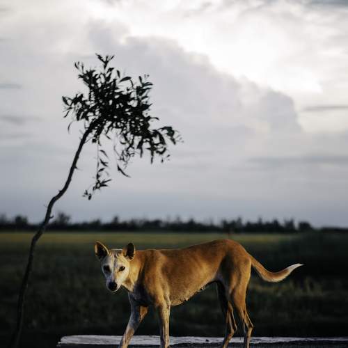 Hunter dog