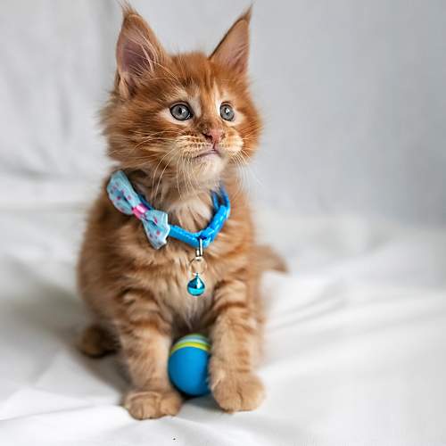 Photo #8903425