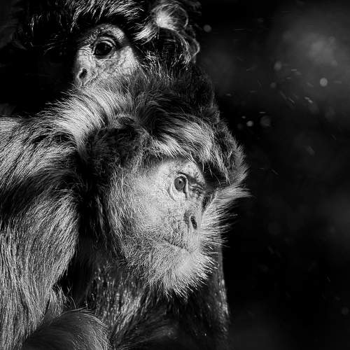 Monkey Life