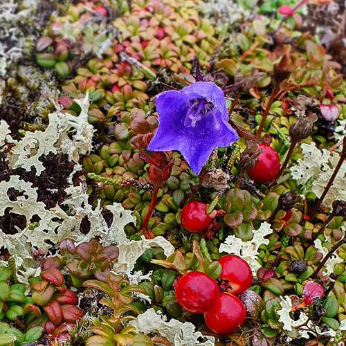 Tundra plants of Kamchatka peninsula