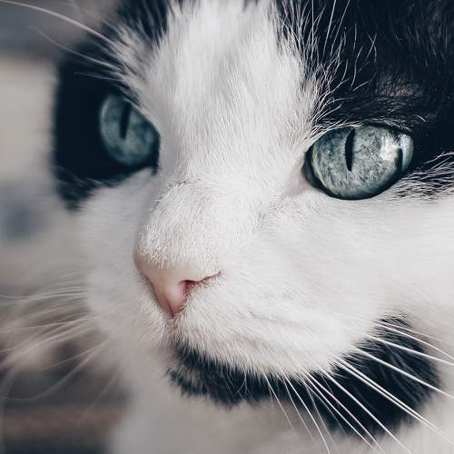 Photo #8904414