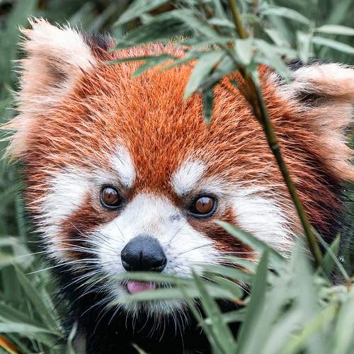 Wild Chinese Red Panda